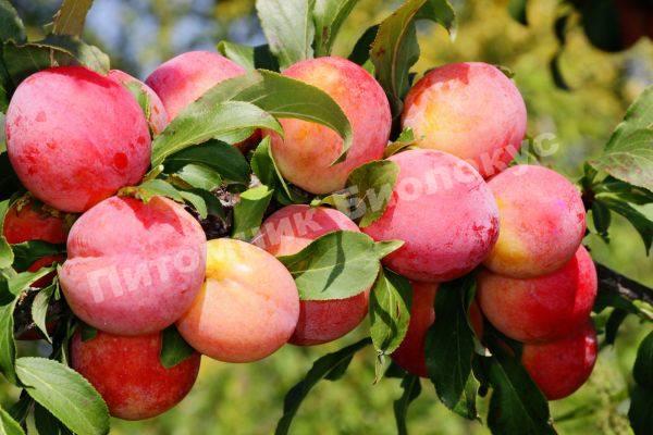 Слива колоновидная Виктория