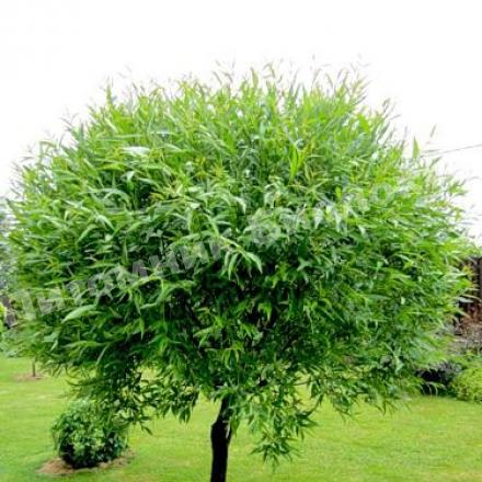 Ива ломкая Булата