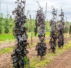 Бук лесной Пурпуреа Пендула