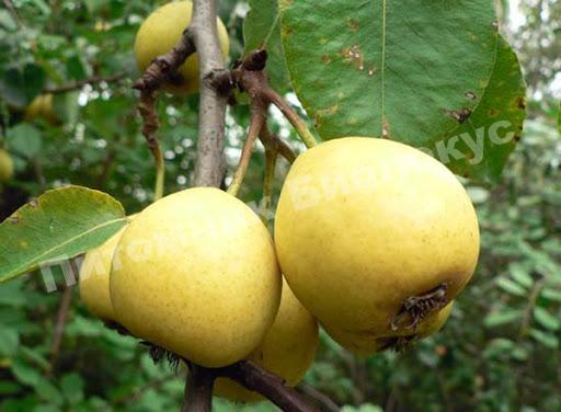 Груша колоновидная Светлянка