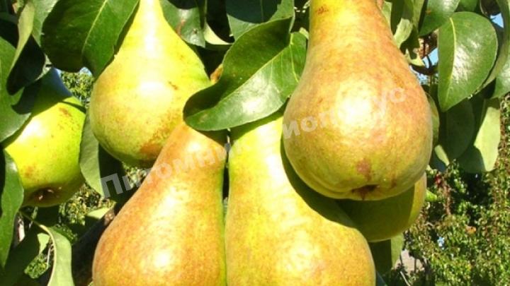 Груша колоновидная Г-2