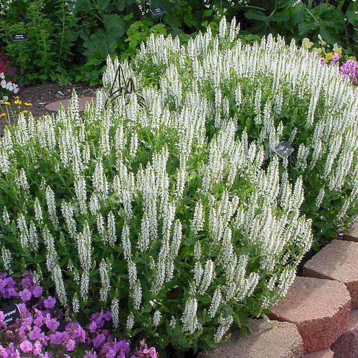 Шалфей дубравный Сенсейшен Медиум Уайт