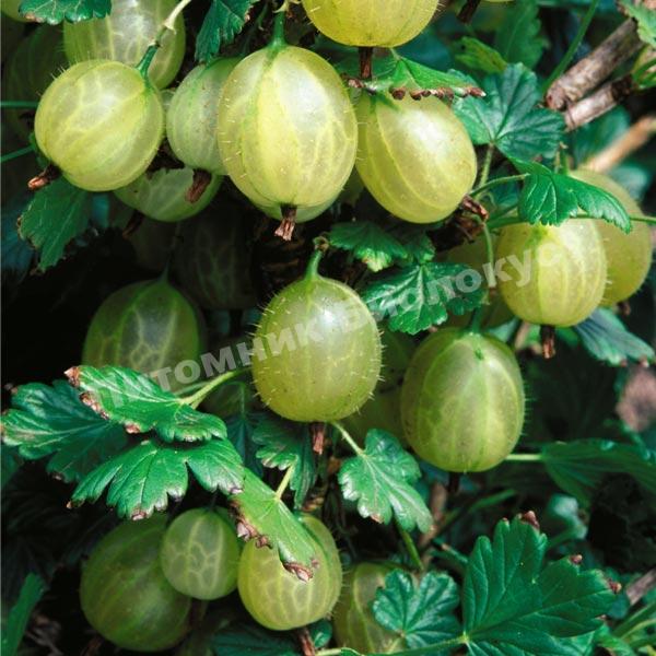 Крыжовник обыкновенный Инвикта