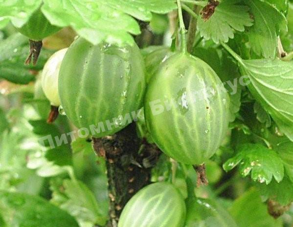 Крыжовник бесшипный Геркулес