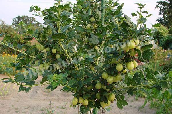 Крыжовник Ресистента (Желтый)