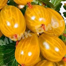 Крыжовник обыкновенный Медовый