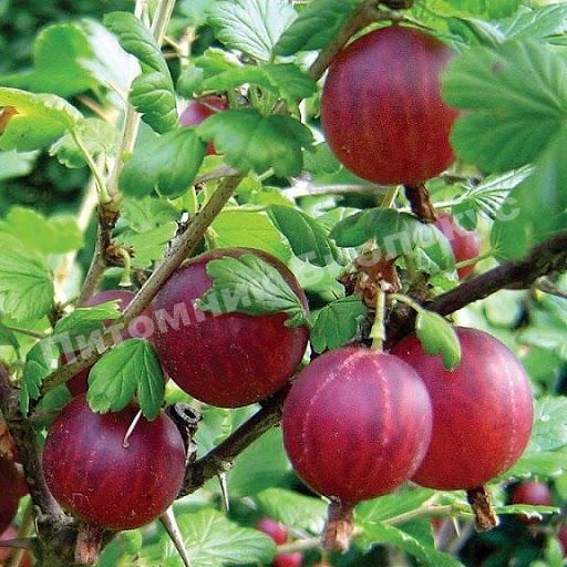 Крыжовник Хиннонмаки Ред