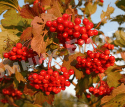 Калина Закат