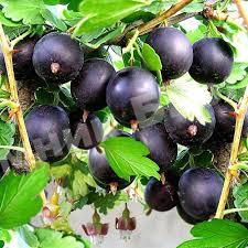 Крыжовник Командор