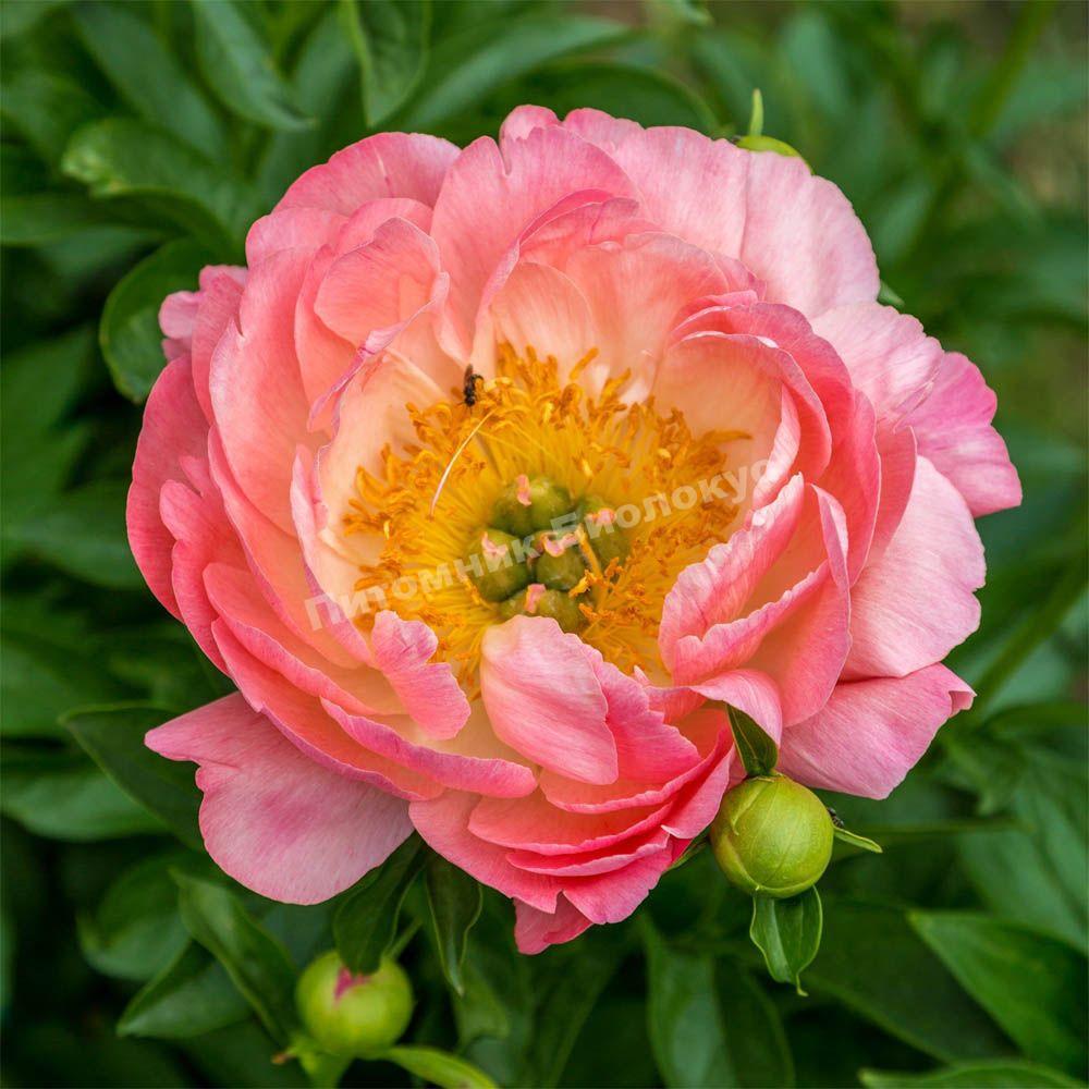 Пион травянистый Пинк Гавайан Корал