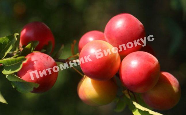 Алыча Сигма