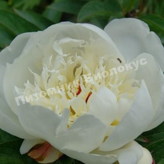 Пион травянистый Иммакули