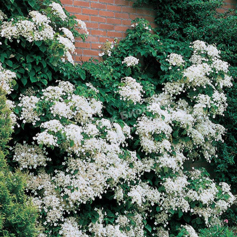 Гортензия черешковая Петиоларис