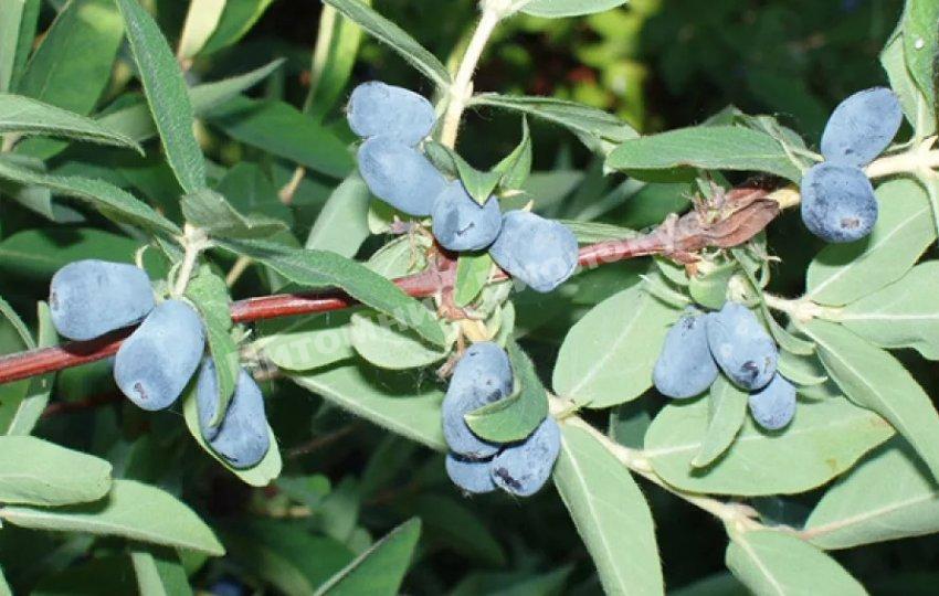 Жимолость камчатская Аврора