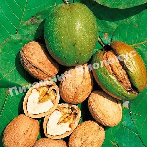 Грецкий орех Великан