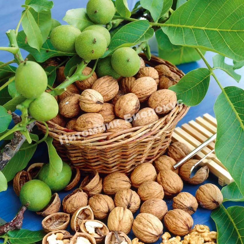 Грецкий орех Булганак