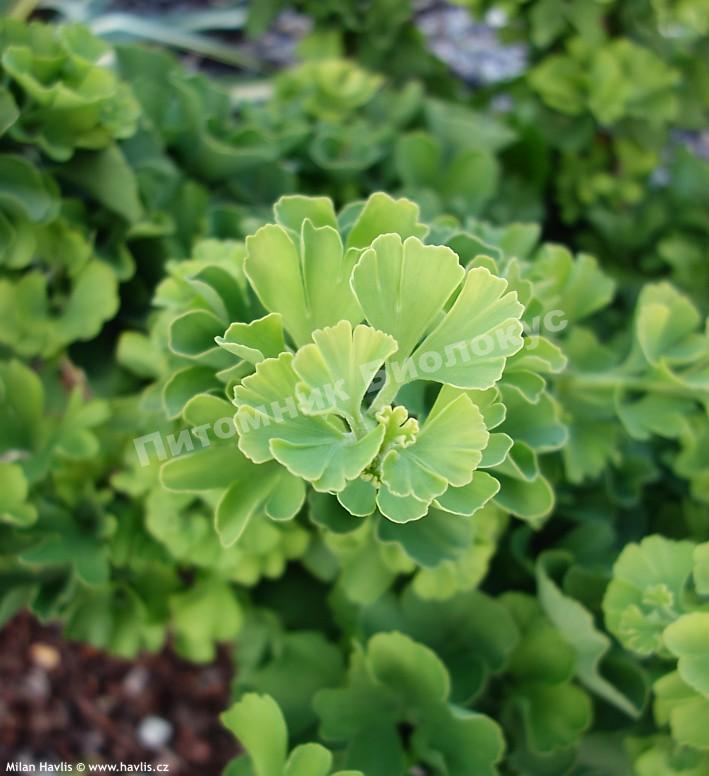 Гинго билоба Тролл