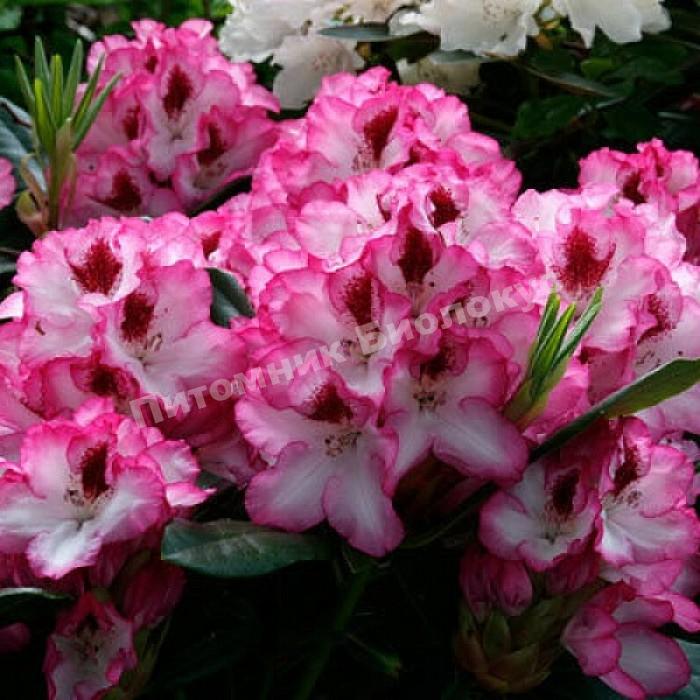 Рододендрон Хакманс Шарман