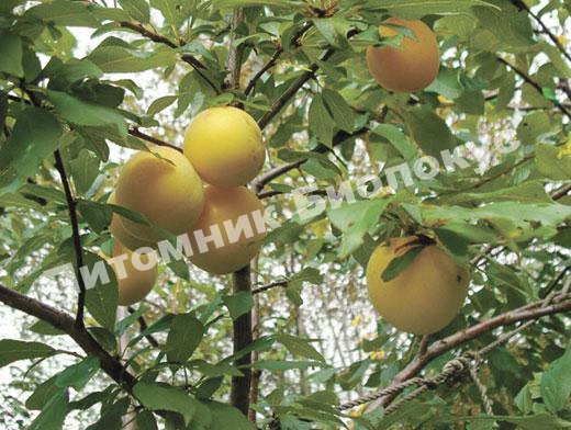 Алыча Солнышко (Сонейка)