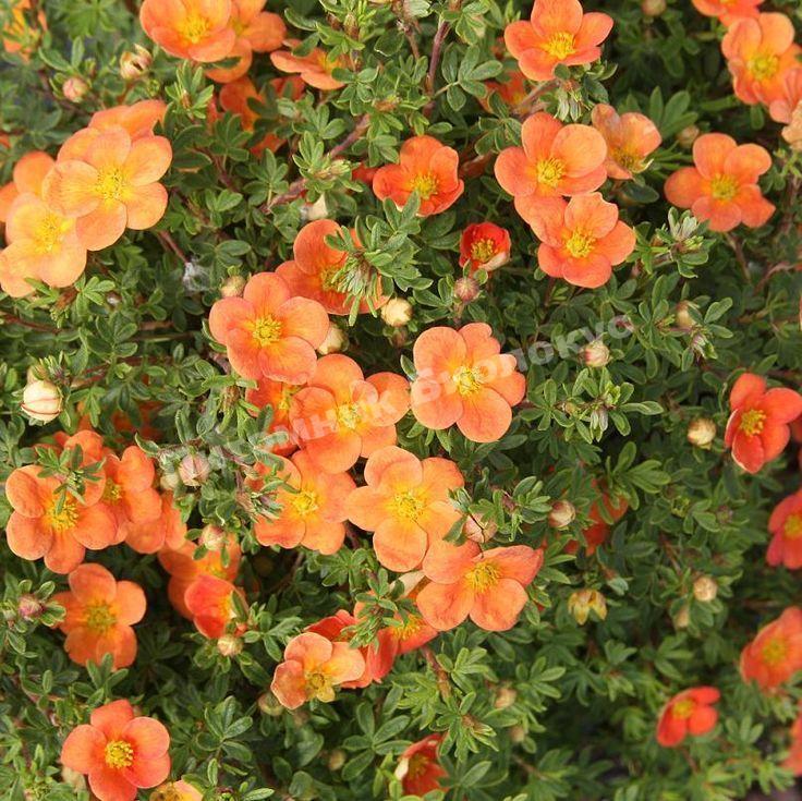 Лапчатка кустарниковая Оранжата