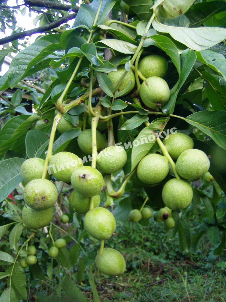 Грецкий орех Карлик