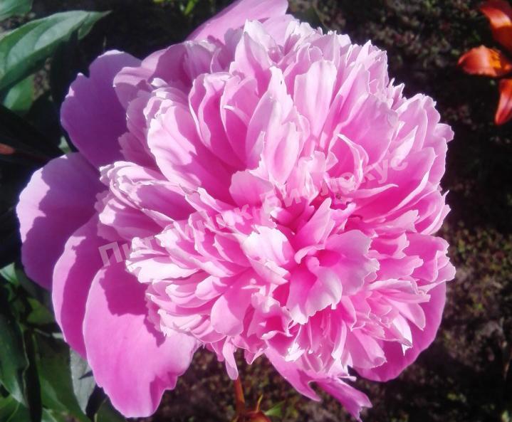 Пион травянистый Барбара