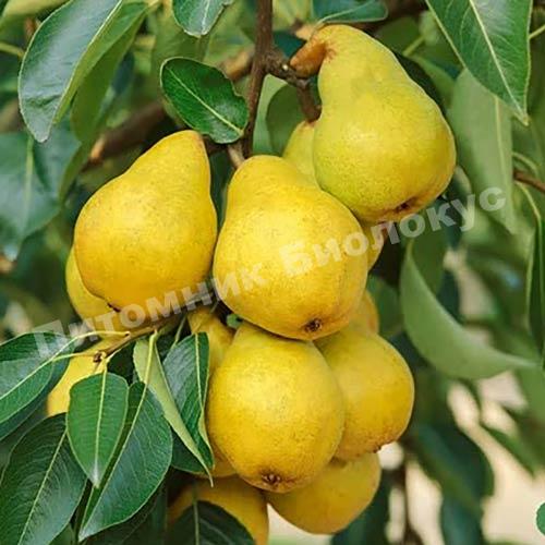 Груша колоновидная Медовая