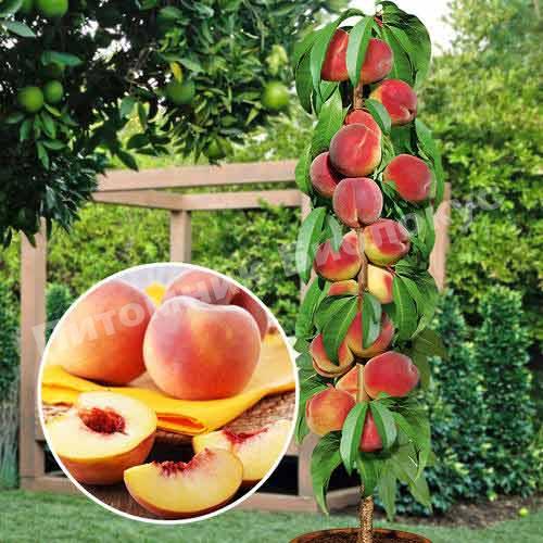 Персик колоновидный Медовый