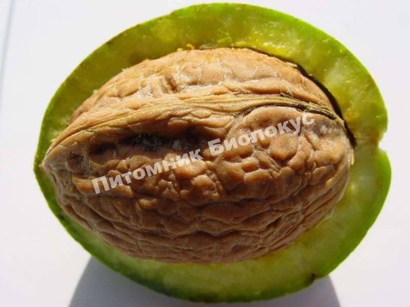 Грецкий орех Учхоз Кубань
