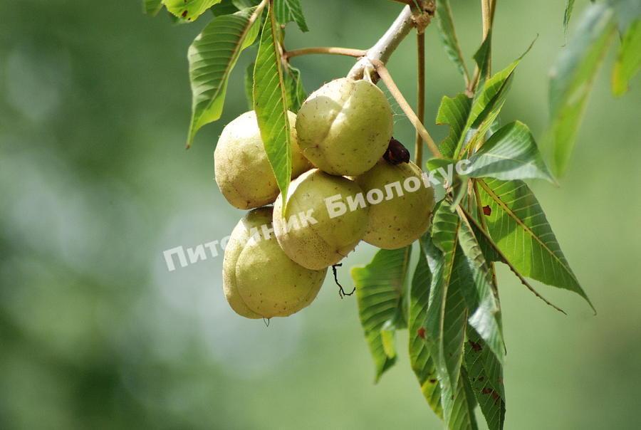 Грецкий орех Парижский