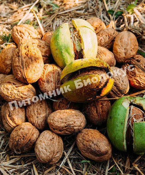 Грецкий орех Скороплодный Левина