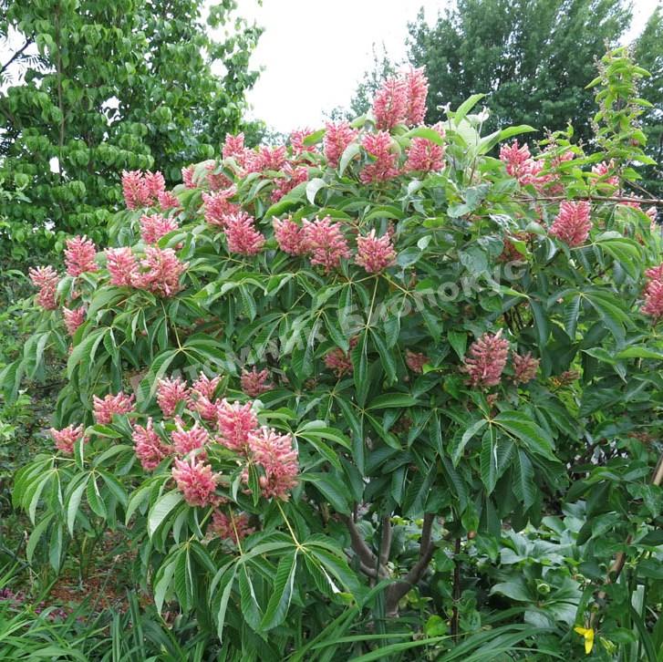 Каштан конский павия Розеа Нана