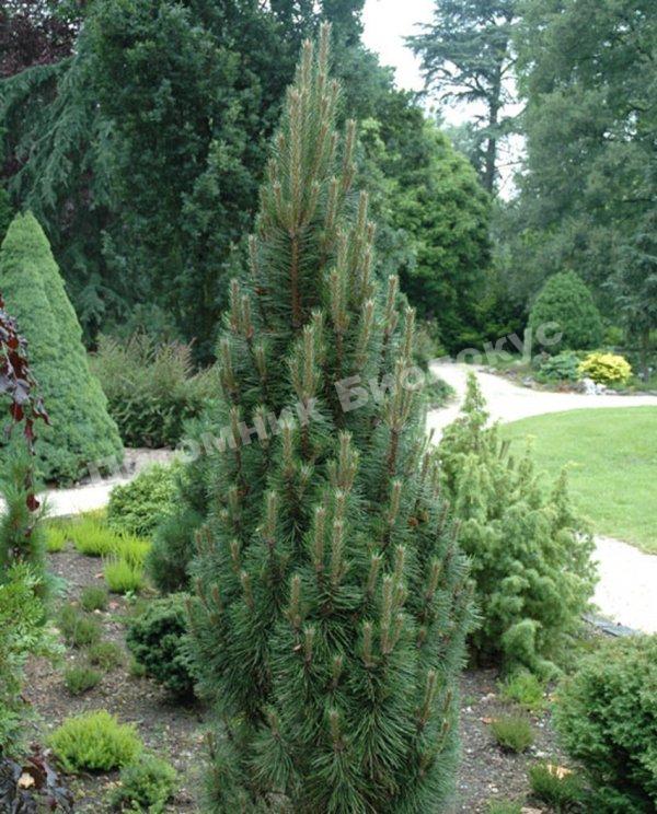 Сосна черная Комет