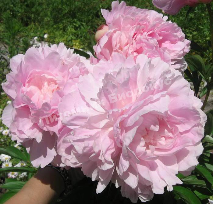 Пион травянистый Пиллоу Ток