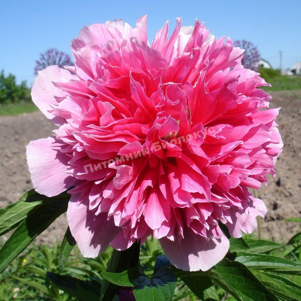 Пион травянистый Офишиналис Розеа Плена