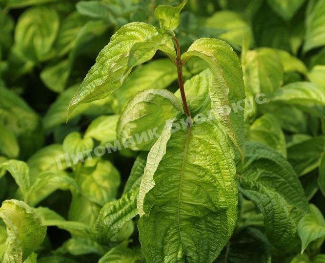 Вейгела цветущая Лайм Монстер