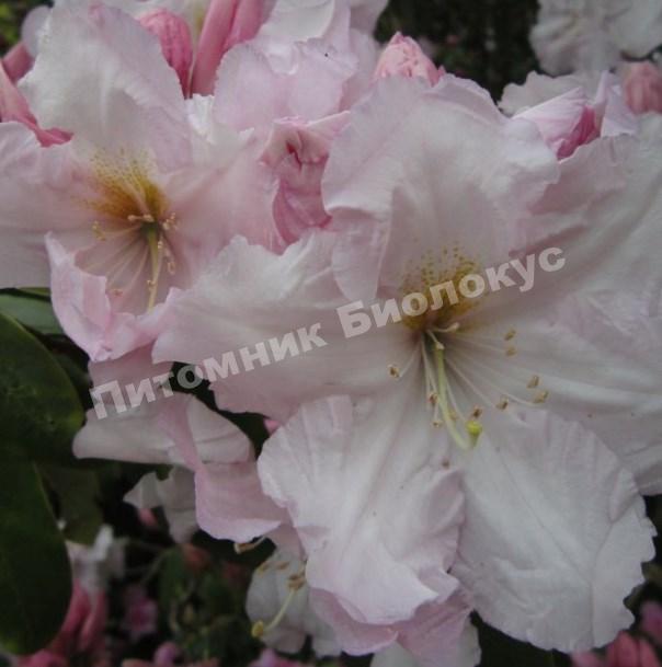 Рододендрон Сенсейшн