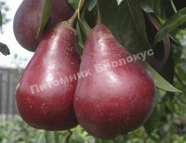 Груша колоновидная Кармен