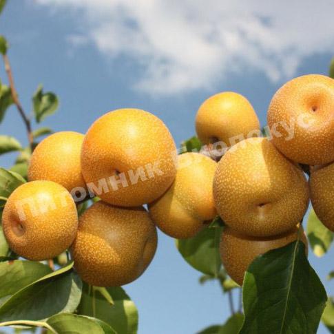 Груша колоновидная Секуи