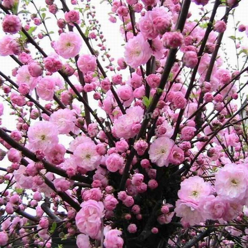 Миндаль трёхлопастной Розенмунд