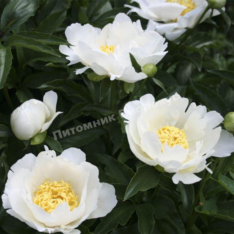 Пион травянистый для патио Мадрид