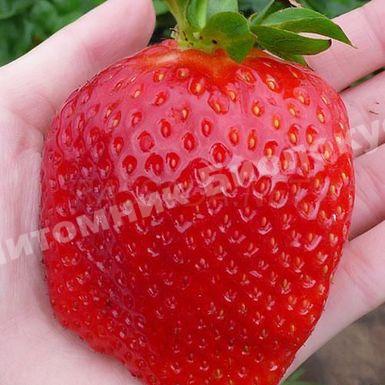 Клубника Гигант Джорнея