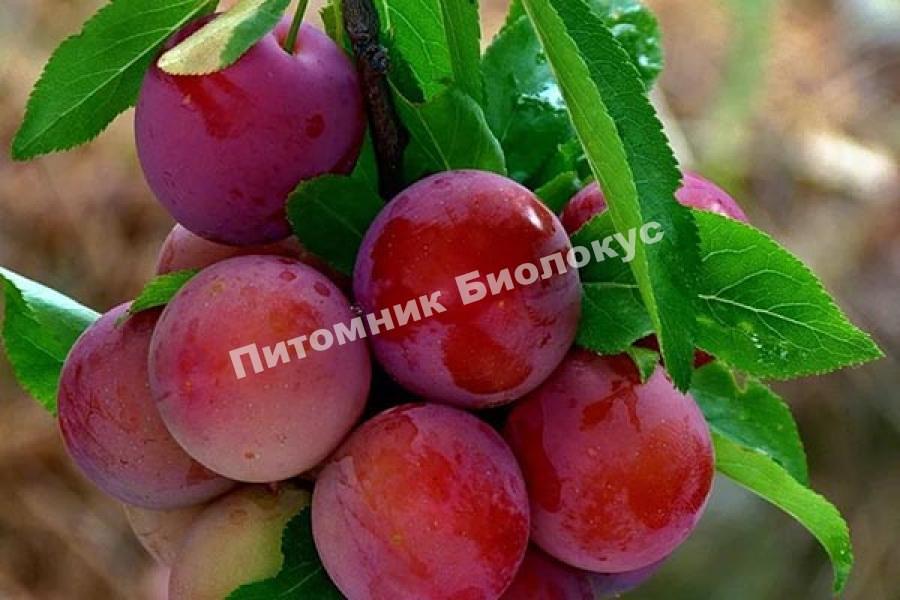 Алыча Кубанская комета