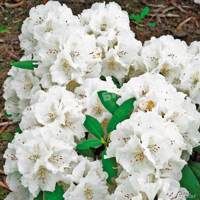 Рододендрон гибридный Шнеекроне