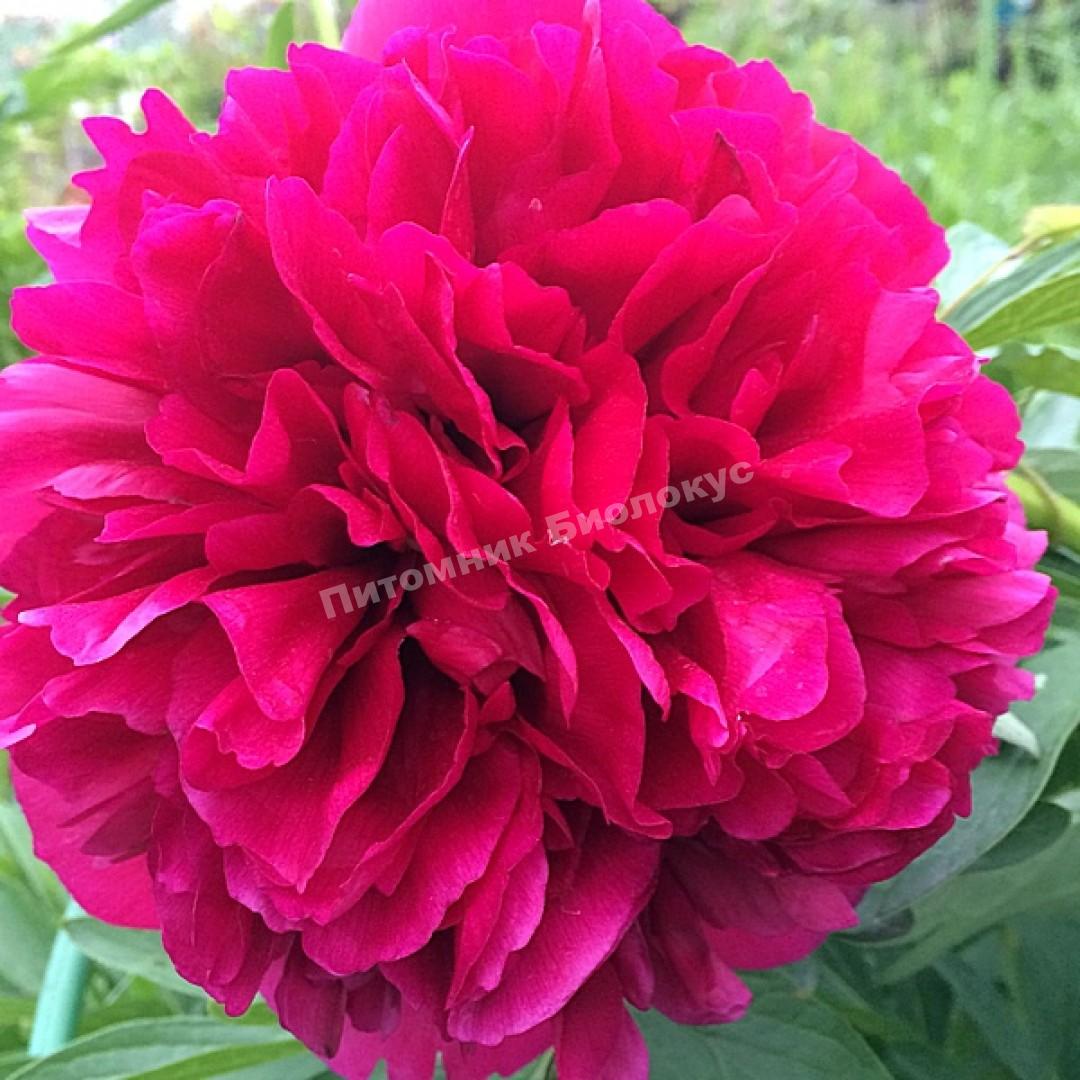Пион травянистый Офишиналис Рубра Плена