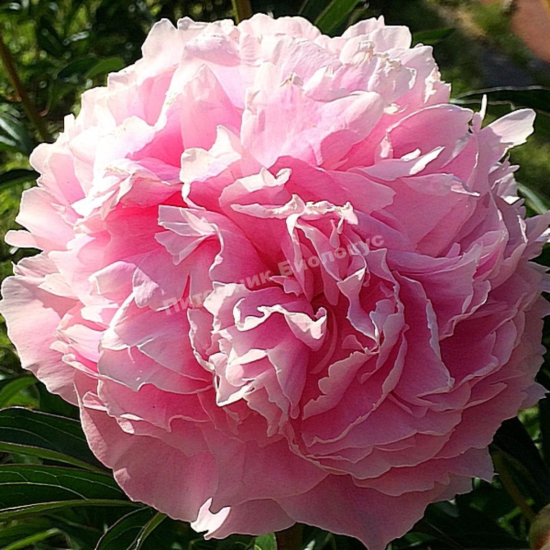 Пион травянистый Сара Бернар Юник
