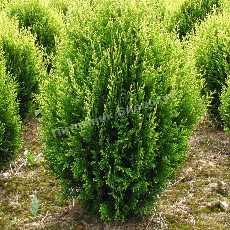 Туя складчатая Корник