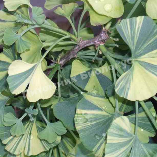 Гинко билоба Маджестик Баттерфляй