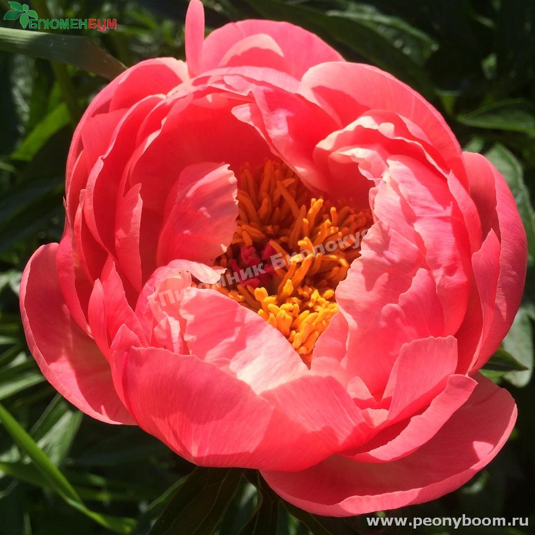 Пион травянистый Корал Суприм