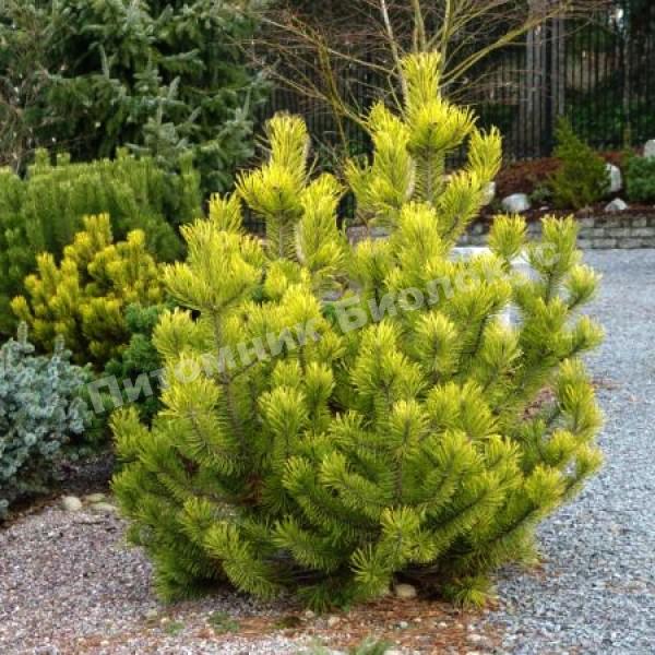 Сосна горная Зундерт